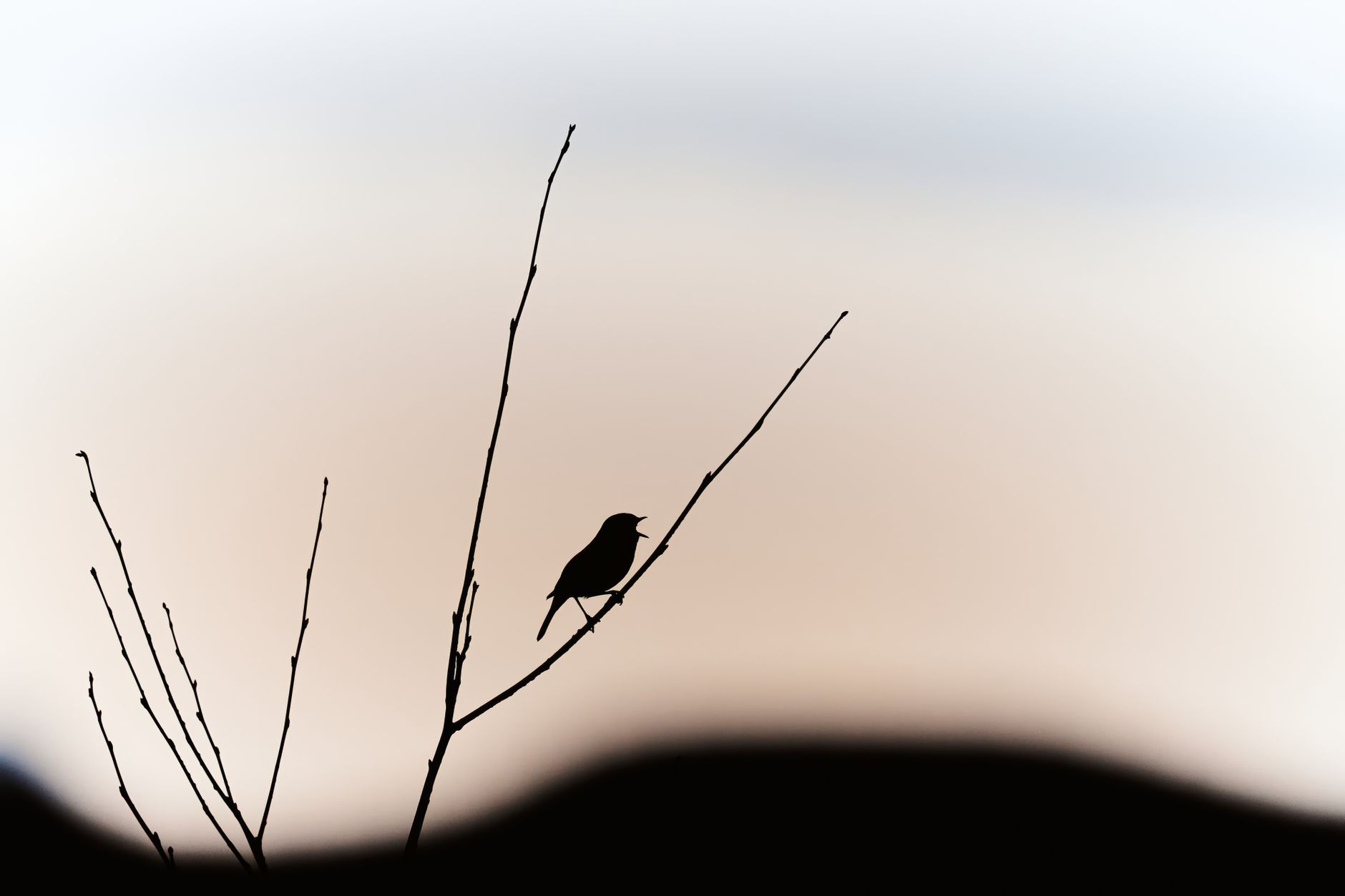 Reconnaître le chant d'un oiseau du jardin