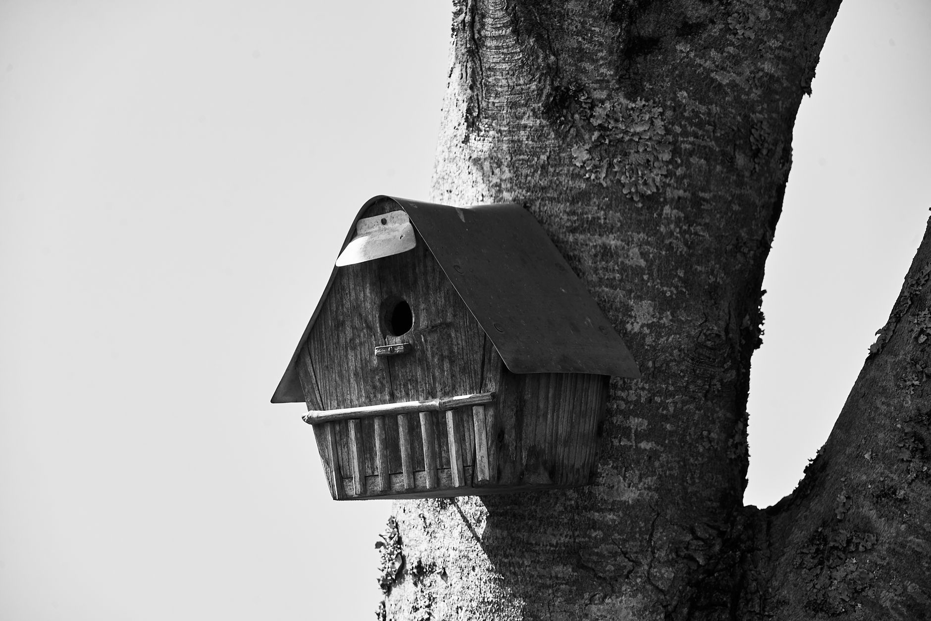 Quand installer un nichoir pour oiseaux ?